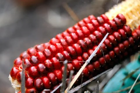 Red corn Stock Photos