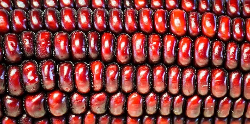 Red corn Stock Photos