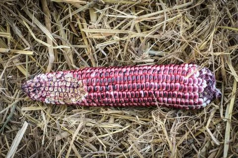 Red corn Stock Photos