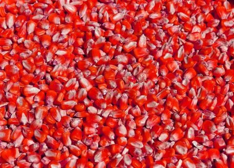Red corn Stock Photos