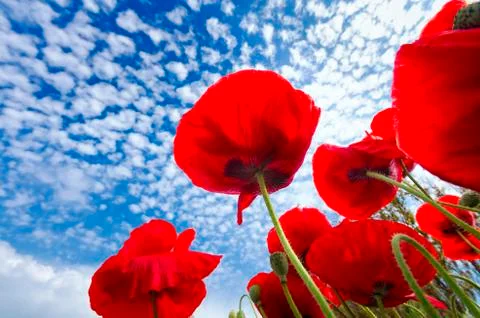 Red Corn Poppies Stock Photos