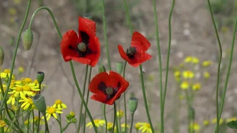 Red corn poppy flowers Stock Footage 160746148