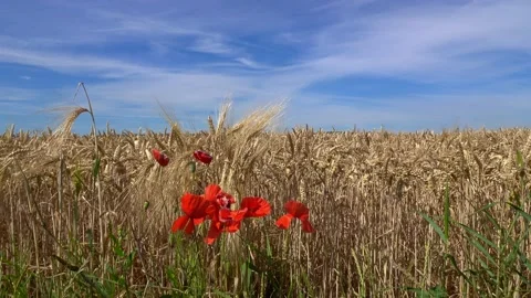 Red corn poppy stands on a corn field against blue sky with veil clouds. Stock Footage 201894792