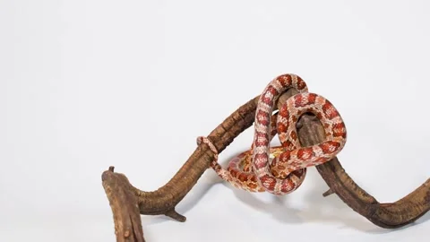 Red Corn Snake Coiled on Wooden Branch Perch Stock Footage 324688306