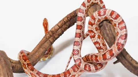 Red Corn Snake Coiling Around Wooden Branch in Studio Stock Footage 324883563
