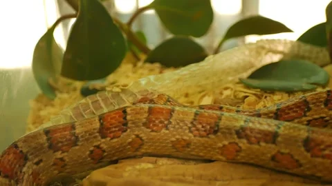 Red Corn snake in Florida shedding skin molting inside a glass aquarium. Wide Ho Stock Footage 274716212