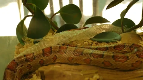 Red Corn snake in Florida shedding skin molting inside a glass aquarium. Wide Ho Stock Footage 274717550