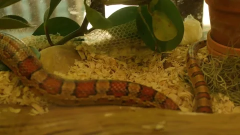 Red Corn snake in Florida shedding skin molting inside a glass aquarium. Wide Ho Stock Footage 274717880