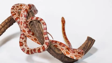 Red Corn Snake Slithering Along Curved Wooden Branch Stock Footage 324945388
