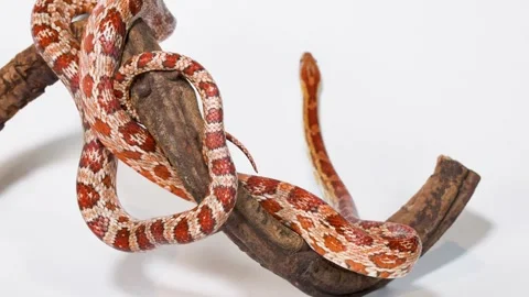 Red Corn Snake Slithering On Curved Wooden Branch Stock Footage 324844288