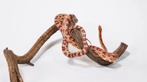 Red Corn Snake Slithering On Curved Wooden Branch Perch Stock Footage 325014340