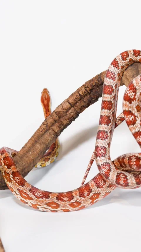 Red Corn Snake Slithering Over Wooden Branch in Studio Stock Footage 325164305