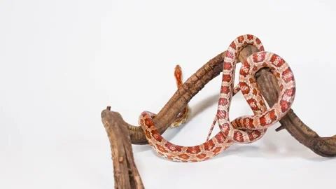 Red Corn Snake Slithering On Wooden Branch In Studio 스톡 동영상 324934673