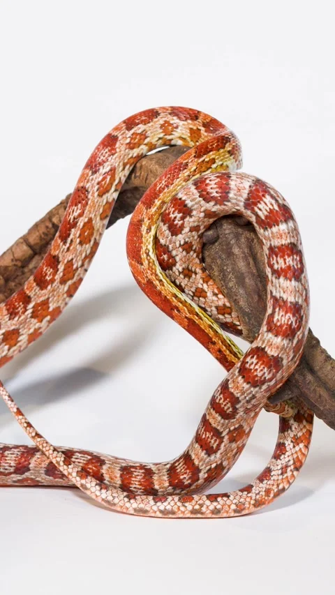 Red Corn Snake Slowly Coiling Around Wooden Branch Stock Footage 324685427