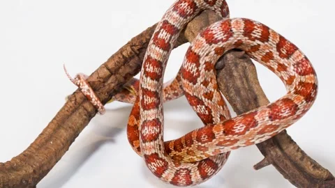 Red Corn Snake Slowly Coiling Around Wooden Branch Stock Footage 324844336