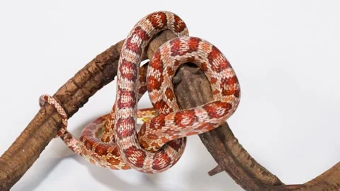 Red Corn Snake Slowly Slithering Along Wooden Branch Stock Footage 324685462