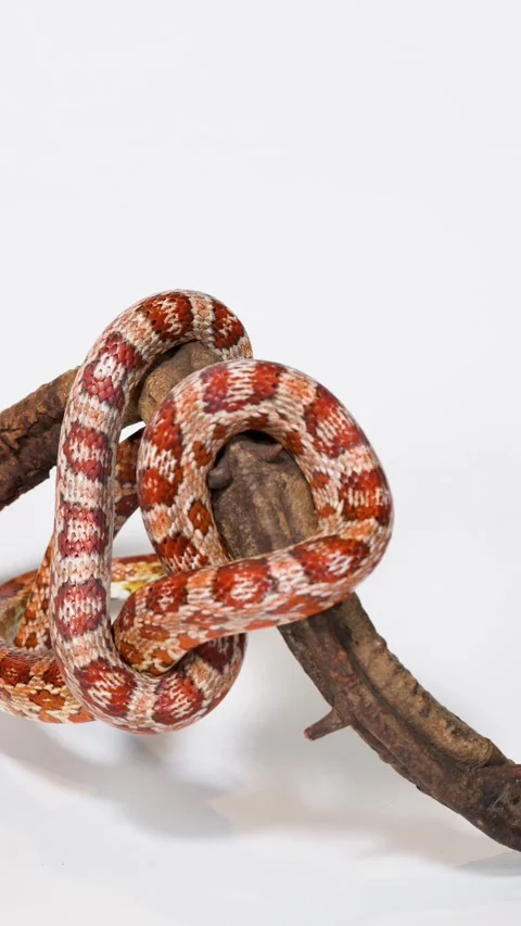 Red Corn Snake Slowly Slithering Along Wooden Branch Perch Stock Footage 324688450