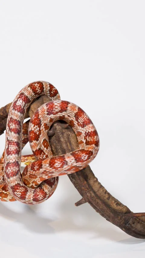 Red Corn Snake Slowly Slithering Around Wooden Branch Perch Stock Footage 324845093