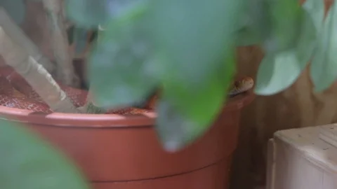Red Corn Snake Terrarium Stock Footage 99085308