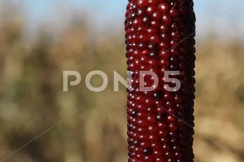 Red corncob. Stock Photos