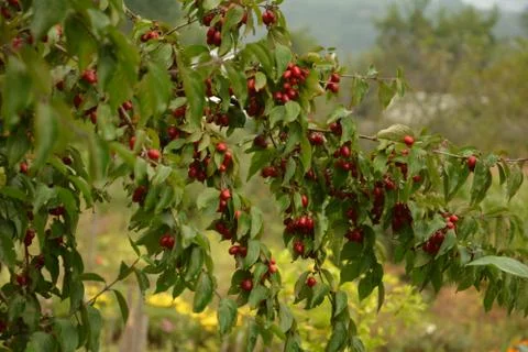 Red cornel berries hang on a branch.many rich cornelian cherry on the green b Stock Photos