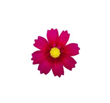 Red cosmos flower. Stock Photos