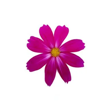 Red cosmos flower. Stock Photos