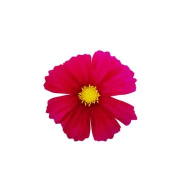 Red cosmos flower. Stock Photos