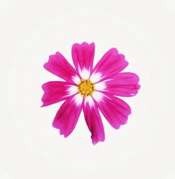 Red cosmos flower. Stock Photos
