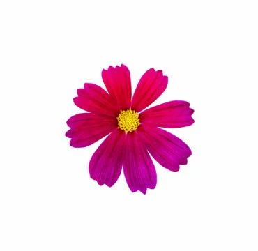 Red cosmos flower. Stock Photos