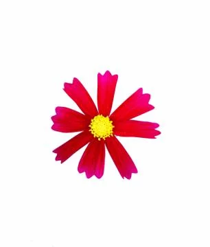 Red cosmos flower. Stock Photos