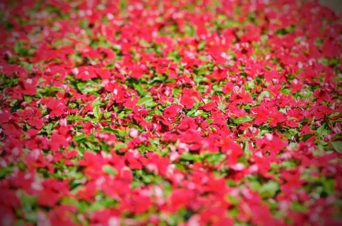 Red cosmos flowers field, pattern and texture. Stock Photos