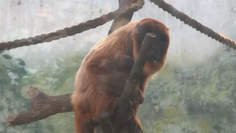 A red coto monkey on a branch staring with its black face and reddish fur and Stockbeeldmateriaal 158265265