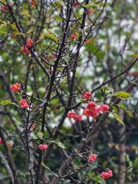 Red cotoneaster berries on a branch Stock Photos