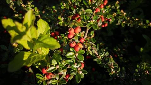 Red cotoneaster berries in evening light Stock Photos