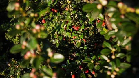 Red cotoneaster berries in evening light Stock Photos