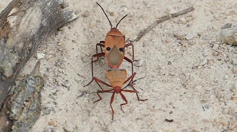 Red cotton bug are breeding. Video stock 64270733