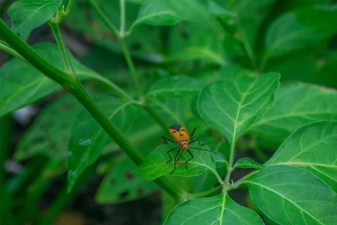 Red cotton bug on chili plants Stock Photos