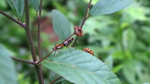 Red Cotton Bug (Dysdercus cingulatus Fabricius) on green leaves. Stock Footage 321036248