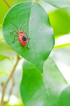 Red cotton bug (dysdercus cingulatus) Foto stock