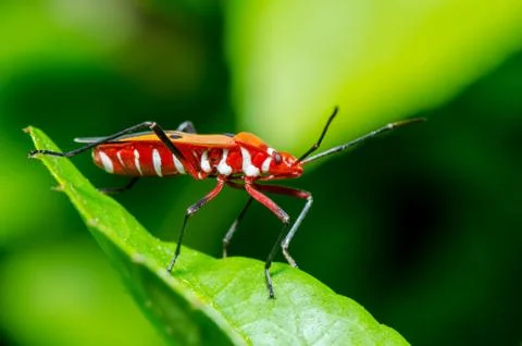 Red cotton bug (dysdercus cingulatus) Stock Photos