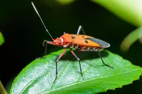 Red cotton bug (dysdercus cingulatus) Foto stock