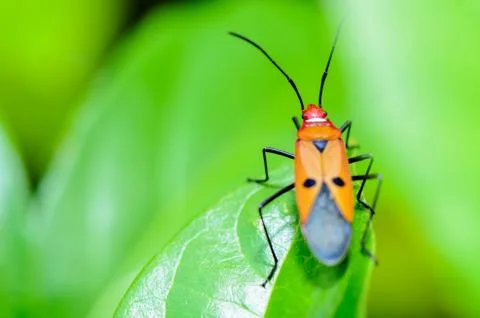 Red cotton bug (dysdercus cingulatus) Stock Photos