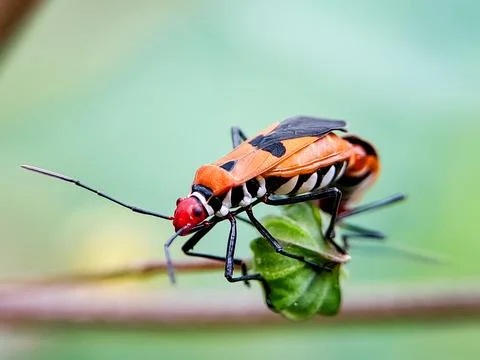 Red cotton bug Dysdercus cingulatus perched on a flower bud, showcasing its.. Stock Photos