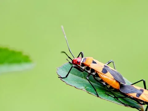 Red cotton bug Dysdercus Stock Photos