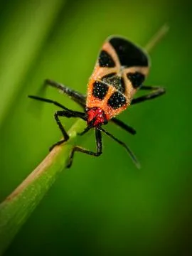 Red Cotton Bug Stock Photos
