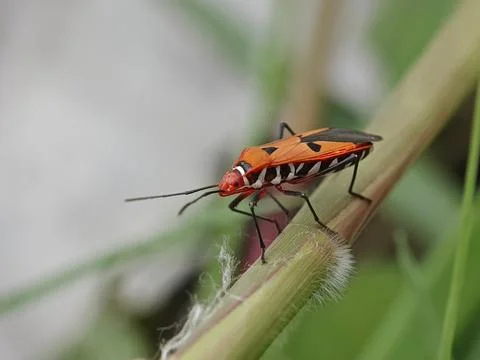 Red cotton bug Stock Photos