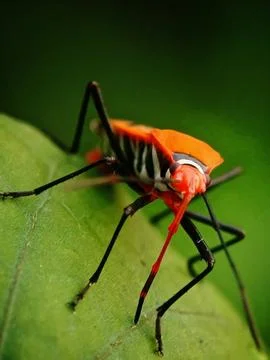 Red cotton bug Stock Photos