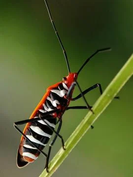 Red cotton bug Stock Photos
