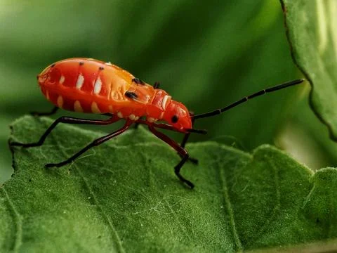 Red cotton bug Stock Photos